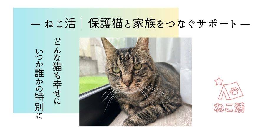ボランティア　ねこ活