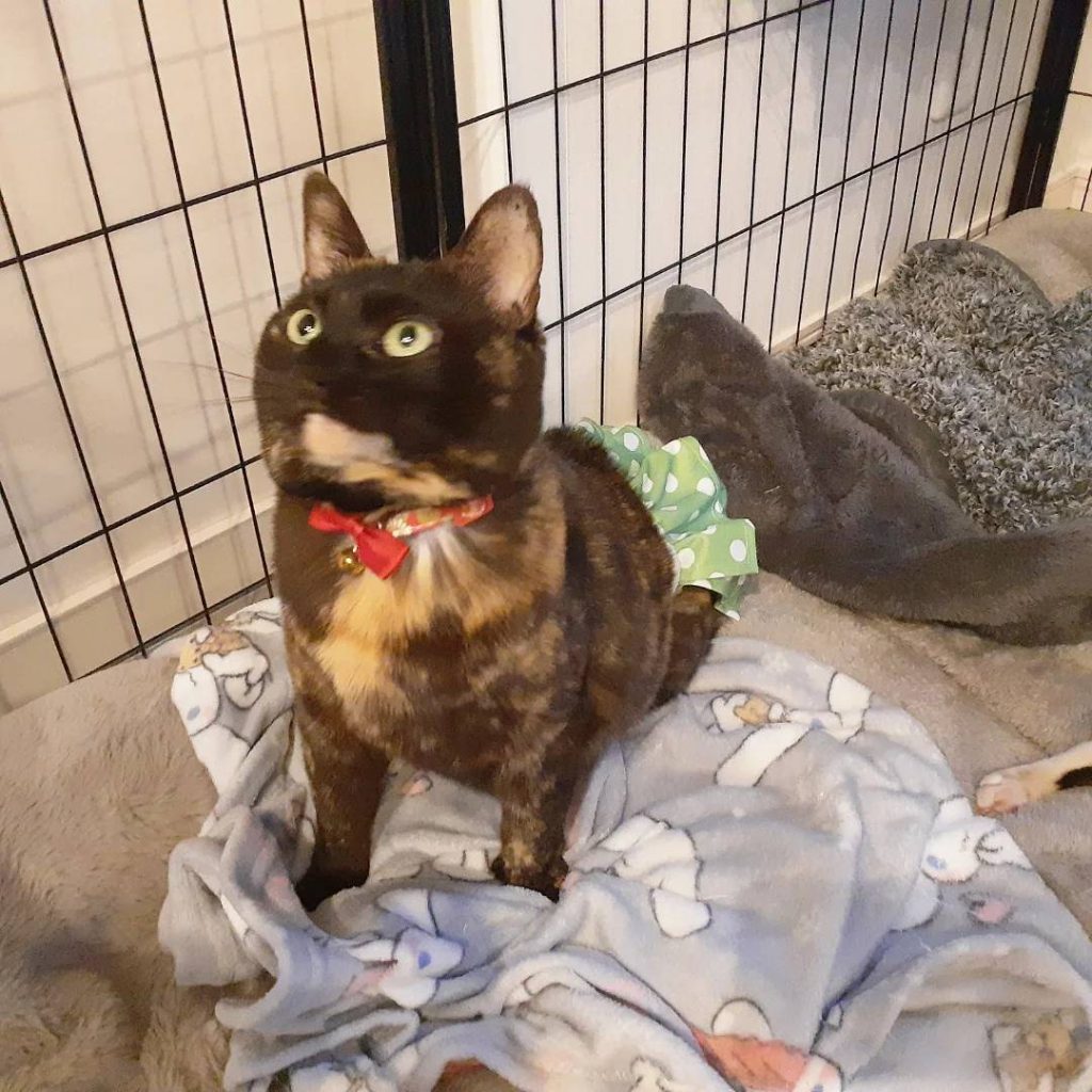 保護猫：くるみちゃん