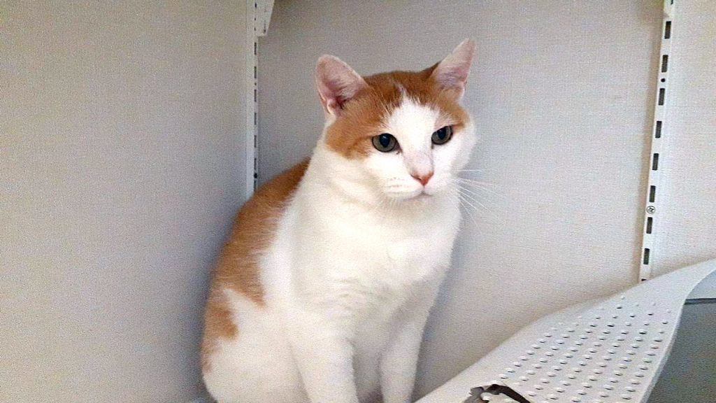 保護猫：ちゃたん君