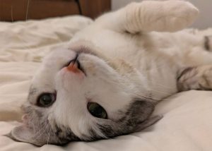 保護猫：ぎん君