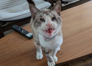 保護猫：あおいちゃん